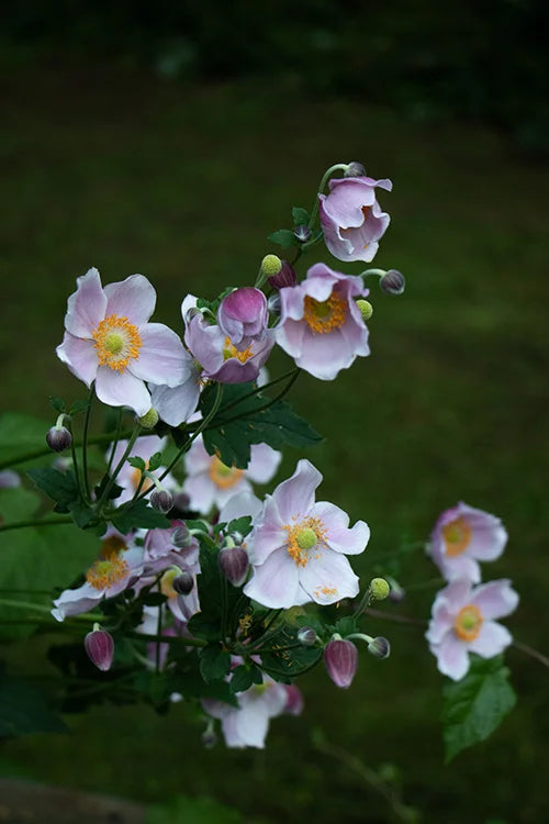 Pale pink Japanese anemones growing in the Floretta garden