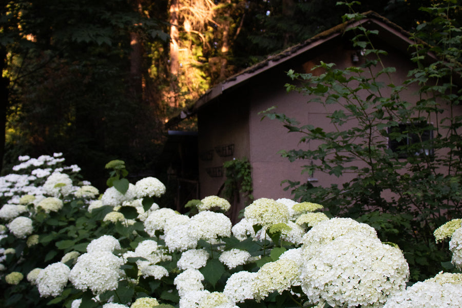 White hydrangeas at dusk beside the shed in the Floretta garden